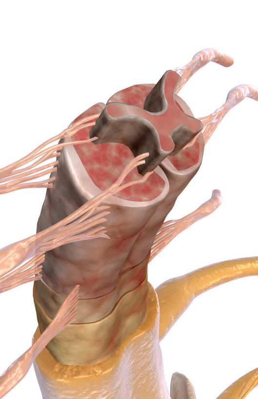 神经,脊髓,动脉,静脉,骨骼,脊椎,无人,竖图,插画,室内,特写,白天,白色背景,正面,数码,科技,静物,阴影,局部,网络,医学,骨头,高光,几何,计算机图形,合成,图画,画,模型,人体,部分,电脑合成图,数码合成图,骨架,生物学,漫画,生理学,写实,具体,具象,腰骨,背根神经节,软脑膜,硬膜,背侧神经根,腹侧神经根,前角,脊柱,半身,彩图