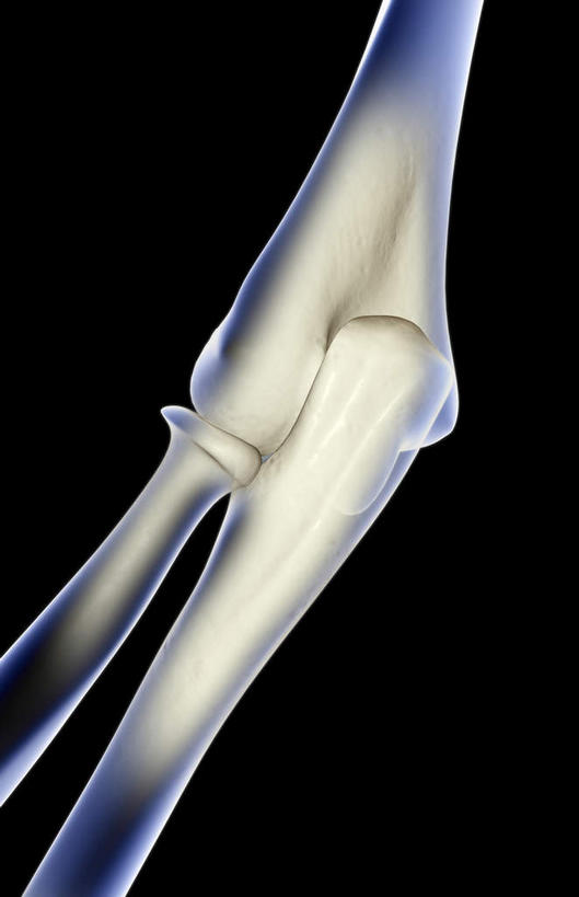 动脉,静脉,骨骼,无人,竖图,插画,室内,特写,白天,正面,数码,科技,静物,阴影,黑色背景,局部,网络,医学,骨头,光芒,高光,几何,计算机图形,合成,图画,画,蓝色,模型,人体,部分,电脑合成图,数码合成图,骨架,生物学,漫画,生理学,写实,具体,具象,手肘,肘部,半身,彩图