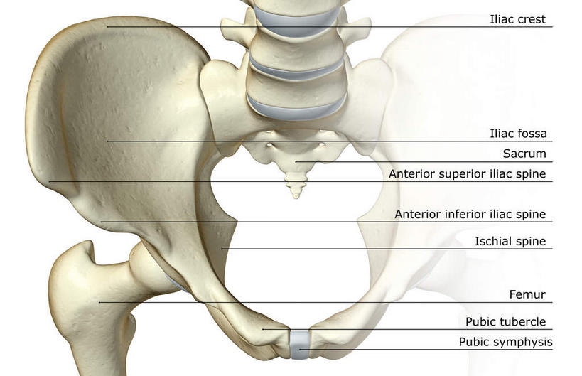 动脉,静脉,骨骼,骨盆,无人,竖图,插画,室内,特写,白天,白色背景,正面,数码,科技,静物,阴影,局部,网络,医学,英文,标志,文字,字符,字母,骨头,高光,几何,计算机图形,合成,图画,标识,画,模型,人体,英文字母,部分,电脑合成图,数码合成图,骨架,生物学,漫画,生理学,写实,具体,具象,尾骨,腰骨,胯骨,半身,彩图