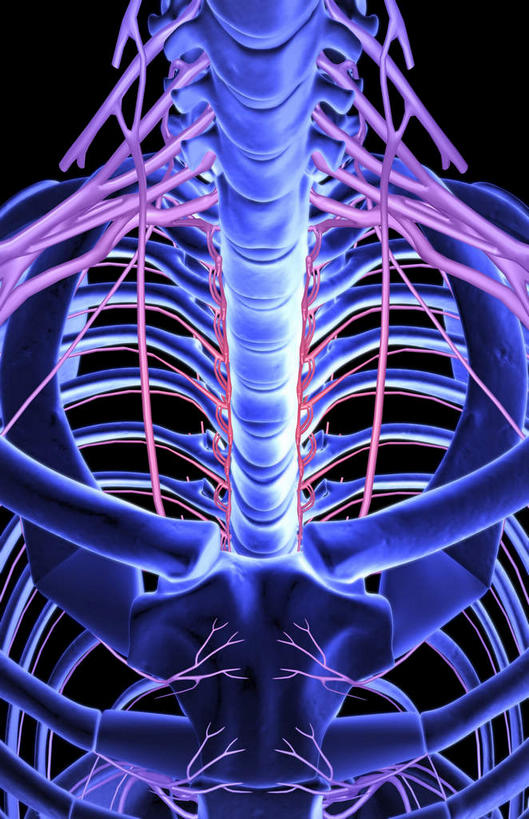 神经,动脉,静脉,骨骼,胸骨,肋骨,无人,竖图,插画,室内,特写,白天,正面,数码,科技,静物,阴影,黑色背景,网络,医学,骨头,高光,几何,计算机图形,合成,图画,画,模型,人体,电脑合成图,数码合成图,骨架,生物学,漫画,生理学,写实,具体,具象,胸椎,腰骨,尺神经,颈神经,肋间神经,桡神经,胸神经,腋神经,肋软骨,臂丛,正中神经,彩图