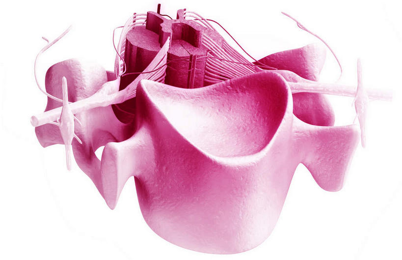 神经,动脉,静脉,无人,竖图,插画,室内,特写,白天,白色背景,正面,数码,科技,静物,阴影,网络,医学,高光,几何,计算机图形,合成,图画,画,人体,电脑合成图,数码合成图,生物学,漫画,生理学,写实,具体,具象,背根神经节,软脑膜,硬膜,背侧神经根,腹侧神经根,前角,椎体​​,彩图