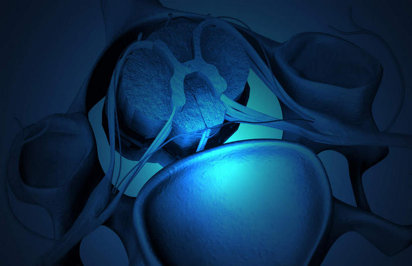 神经,动脉,静脉,无人,竖图,插画,室内,特写,白天,正面,数码,科技,静物,阴影,网络,医学,高光,几何,计算机图形,合成,图画,画,人体,电脑合成图,数码合成图,生物学,漫画,生理学,写实,具体,具象,背根神经节,软脑膜,硬膜,背侧神经根,腹侧神经根,前角,椎体​​,彩图