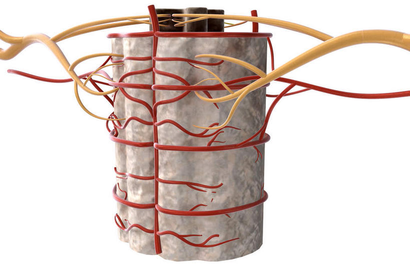 神经,动脉,静脉,无人,竖图,插画,室内,特写,白天,白色背景,正面,数码,科技,静物,阴影,网络,医学,高光,几何,计算机图形,合成,图画,画,人体,电脑合成图,数码合成图,生物学,漫画,生理学,写实,具体,具象,神经细胞,背侧神经根,腹侧神经根,脊髓动脉,彩图