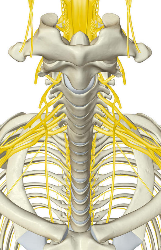 神经,动脉,静脉,骨骼,胸骨,肋骨,无人,竖图,插画,室内,特写,白天,白色背景,正面,数码,科技,静物,阴影,网络,医学,骨头,高光,几何,计算机图形,合成,图画,画,模型,人体,电脑合成图,数码合成图,骨架,生物学,漫画,生理学,写实,具体,具象,颈椎,胸椎,尺神经,肋间神经,桡神经,胸神经,腋神经,肋软骨,臂丛,正中神经,彩图