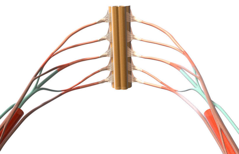 神经,动脉,静脉,无人,竖图,插画,室内,特写,白天,白色背景,正面,数码,科技,静物,阴影,网络,医学,高光,几何,计算机图形,合成,图画,画,人体,电脑合成图,数码合成图,生物学,漫画,生理学,写实,具体,具象,颈椎,尺神经,颈神经,桡神经,腋神经,臂丛,臂丛神经,腹侧神经根,彩图