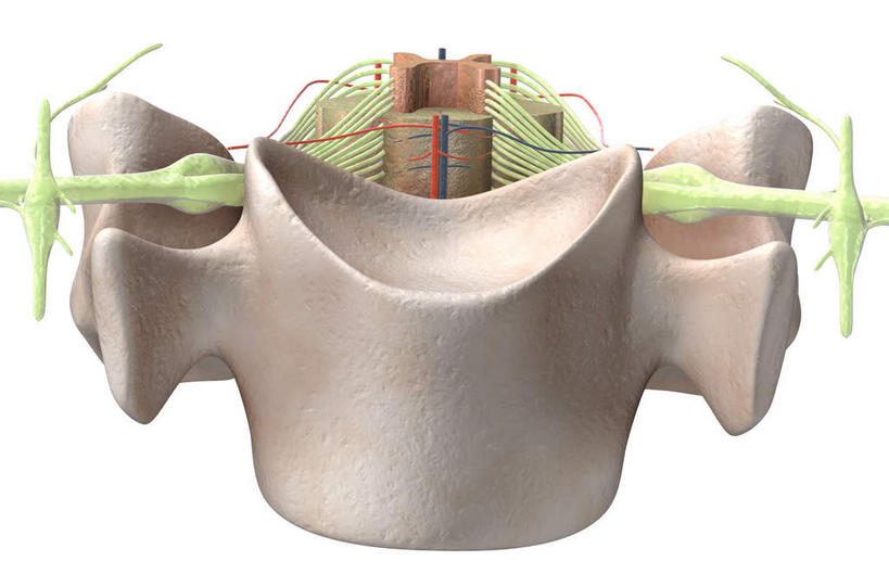 神经,脊髓,动脉,静脉,无人,竖图,插画,室内,特写,白天,白色背景,正面,数码,科技,静物,阴影,网络,医学,高光,几何,计算机图形,合成,图画,画,人体,电脑合成图,数码合成图,生物学,漫画,生理学,写实,具体,具象,背根神经节,软脑膜,硬膜,背侧神经根,腹侧神经根,前角,椎体​​,彩图