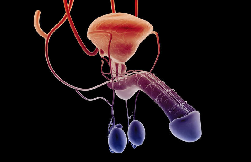 内脏,动脉,静脉,膀胱,阴茎,睾丸,无人,横图,插画,室内,特写,白天,正面,数码,科技,静物,阴影,黑色背景,网络,医学,高光,几何,计算机图形,合成,图画,画,红色,模型,人体,电脑合成图,数码合成图,生物学,人体器官,器官,漫画,输尿管,生理学,写实,具体,具象,龟头,男性生殖器官,彩图,神经系统