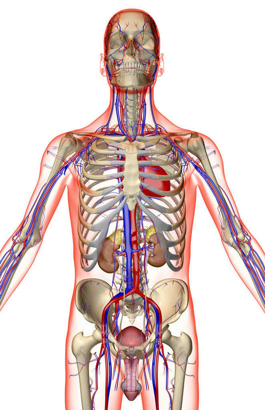 内脏,动脉,静脉,无人,竖图,插画,x光片,室内,特写,白天,白色背景,正面,数码,科技,静物,阴影,辐射,科学,网络,医学,高光,几何,计算机图形,合成,图画,画,红色,模型,人体,电脑合成图,数码合成图,医疗,生物学,人体器官,科学技术,x射线,器官,x光,漫画,泌尿系统,生理学,写实,具体,具象,髂动脉,髂静脉,髂外动脉,髂外静脉,下腔静脉,降主动脉,血管系统,彩图,电磁波,电磁辐射