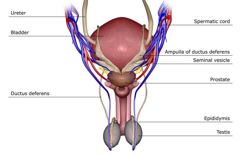 内脏,动脉,静脉,无人,横图,插画,室内,特写,白天,白色背景,正面,数码,科技,静物,阴影,网络,医学,标志,文字,字符,字母,高光,几何,计算机图形,合成,图画,标识,画,红色,模型,人体,电脑合成图,数码合成图,生物学,人体器官,器官,漫画,生理学,写实,具体,具象,髂动脉,髂静脉,髂内动脉,髂内静脉,髂外动脉,髂外静脉,男性生殖器官,彩图