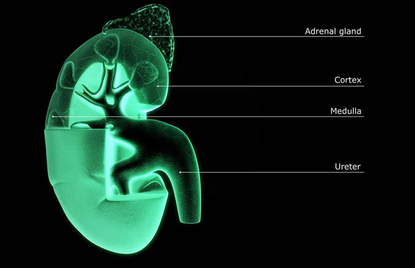 内脏,肾脏,动脉,静脉,无人,横图,插画,室内,特写,白天,正面,数码,科技,静物,阴影,黑色背景,网络,医学,标志,文字,字符,字母,高光,几何,计算机图形,合成,图画,标识,画,红色,模型,人体,电脑合成图,数码合成图,生物学,人体器官,器官,漫画,花萼,生理学,写实,具体,具象,肾窦,肾皮质髓质,肾髓质,彩图