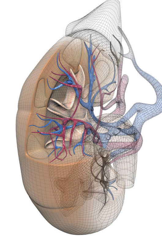 内脏,肾脏,动脉,静脉,无人,竖图,插画,室内,特写,白天,白色背景,正面,数码,科技,静物,阴影,网络,医学,高光,几何,计算机图形,合成,图画,画,红色,模型,人体,电脑合成图,数码合成图,生物学,人体器官,器官,漫画,生理学,写实,具体,具象,肾上腺,肾动脉,肾静脉,弓状动脉,段动脉,彩图
