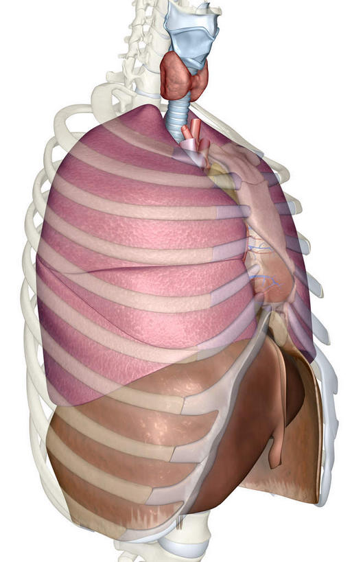 内脏,肺,肝脏,动脉,静脉,无人,竖图,插画,室内,特写,白天,白色背景,正面,数码,科技,静物,阴影,网络,医学,高光,几何,计算机图形,合成,图画,画,红色,模型,人体,电脑合成图,数码合成图,生物学,人体器官,器官,漫画,生理学,写实,具体,具象,甲状腺,膈肌,肺部,肺脏,肝,彩图