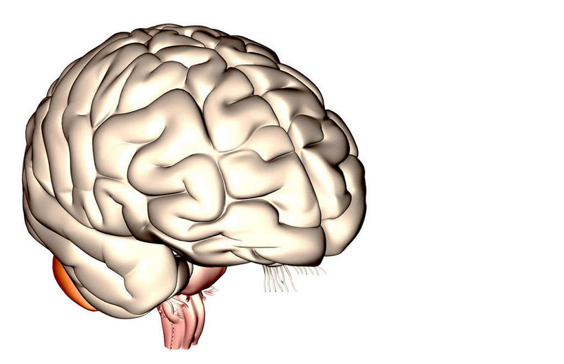 内脏,动脉,静脉,无人,横图,插画,室内,特写,白天,白色背景,正面,数码,科技,静物,大脑,阴影,网络,医学,高光,几何,计算机图形,合成,图画,画,红色,模型,人体,电脑合成图,数码合成图,生物学,人体器官,器官,漫画,脑干,生理学,写实,具体,具象,额叶,颞叶,延髓,椎动脉,大脑皮质,脑动脉,彩图