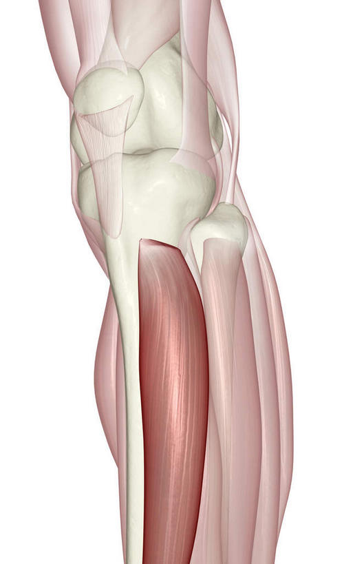 骨骼,肌肉,健壮,无人,竖图,插画,室内,白天,正面,抽象,数码,科技,阴影,网络,骨头,高光,几何,计算机图形,合成,图画,画,健康,活力,夸张,力量,青春,电脑合成图,数码合成图,骨架,强壮,特效,漫画,深奥,胫骨前肌,彩图