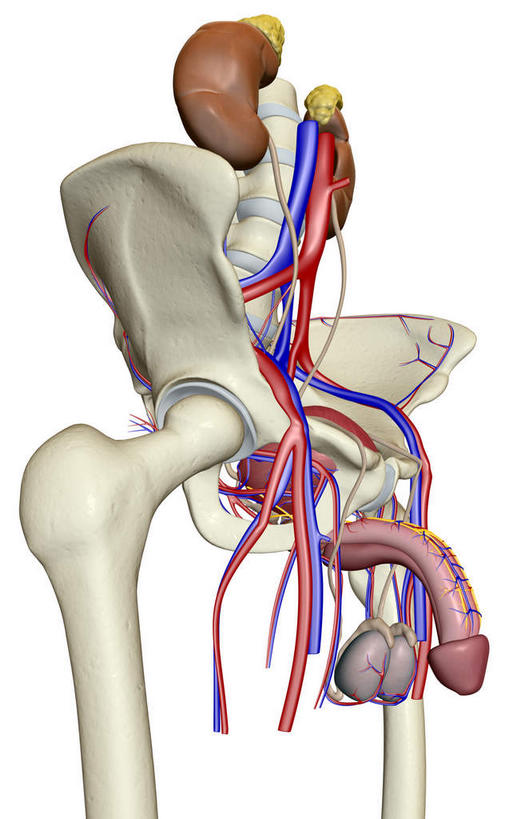内脏,肾脏,动脉,静脉,骨盆,膀胱,阴茎,无人,竖图,插画,室内,特写,白天,白色背景,正面,数码,科技,静物,阴影,网络,医学,高光,几何,计算机图形,合成,图画,画,红色,模型,人体,电脑合成图,数码合成图,生物学,人体器官,器官,漫画,泌尿系统,输尿管,生理学,写实,具体,具象,肾上腺,骶丛,腰丛,彩图