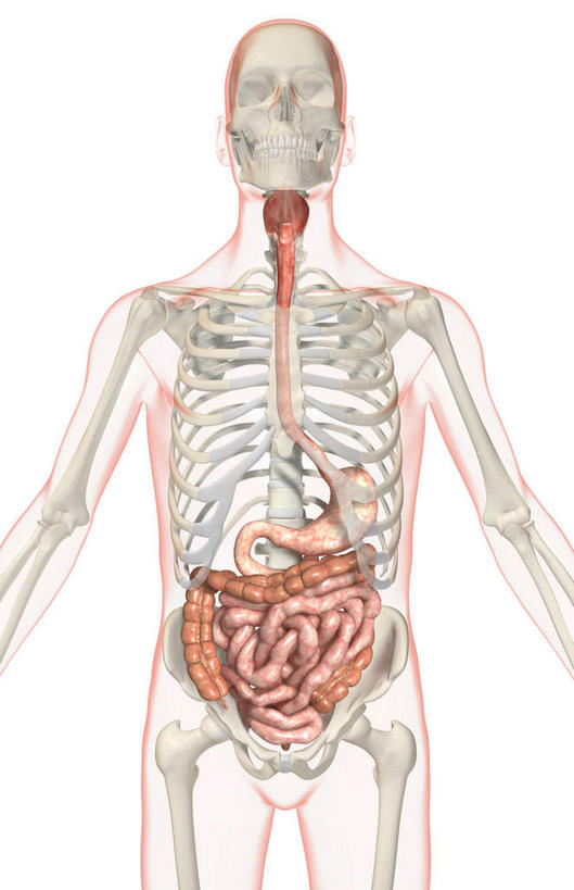 内脏,动脉,静脉,肛门,十二指肠,无人,竖图,插画,x光片,室内,特写,白天,白色背景,正面,数码,科技,静物,阴影,辐射,科学,网络,医学,高光,几何,计算机图形,合成,图画,画,红色,模型,人体,电脑合成图,数码合成图,医疗,生物学,人体器官,科学技术,x射线,器官,x光,漫画,生理学,写实,具体,具象,横结肠,回肠,降结肠,空肠,升结肠,乙状结肠,咽,直肠,彩图,电磁波,电磁辐射