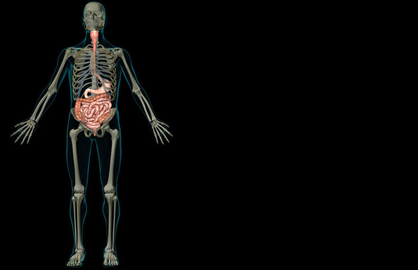 内脏,动脉,静脉,肛门,十二指肠,无人,横图,插画,室内,特写,白天,正面,数码,科技,静物,阴影,黑色背景,网络,医学,高光,几何,计算机图形,合成,图画,画,红色,模型,人体,电脑合成图,数码合成图,生物学,人体器官,器官,漫画,生理学,写实,具体,具象,横结肠,回肠,降结肠,空肠,升结肠,乙状结肠,咽,直肠,彩图,全身