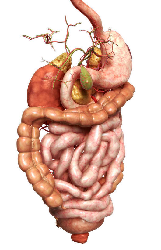 内脏,动脉,静脉,肛门,十二指肠,无人,竖图,插画,室内,特写,白天,白色背景,正面,数码,科技,静物,阴影,网络,医学,高光,几何,计算机图形,合成,图画,画,红色,模型,人体,电脑合成图,数码合成图,生物学,人体器官,器官,漫画,生理学,写实,具体,具象,横结肠,回肠,降结肠,空肠,升结肠,乙状结肠,咽,直肠,彩图