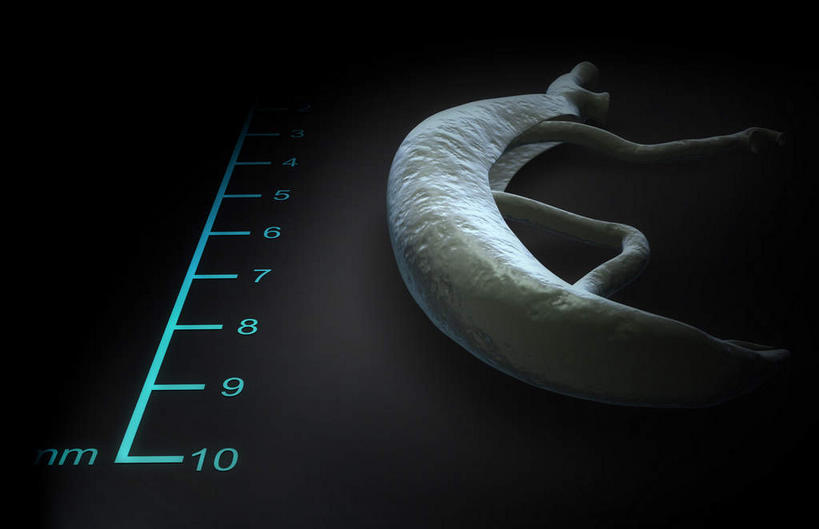 无人,横图,插画,室内,特写,白天,正面,数码,科技,静物,阴影,黑色背景,网络,医学,测量,标志,数字,文字,字符,刻度,高光,几何,计算机图形,合成,图画,标识,画,动物,人体,阿拉伯数字,电脑合成图,数码合成图,疾病,生物学,漫画,尺寸,生理学,写实,具体,具象,寄生,寄生虫,血吸虫,丈量,裂体吸虫,扁形动物,彩图