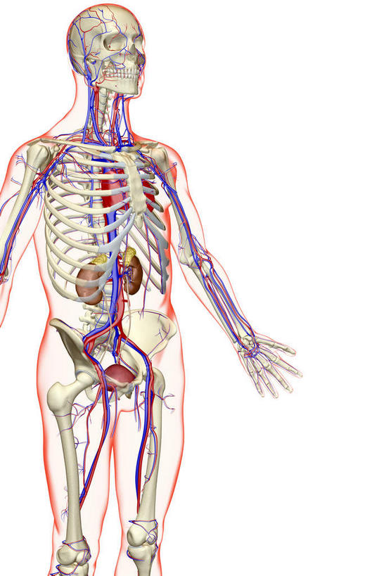 内脏,动脉,静脉,肛门,十二指肠,无人,竖图,插画,x光片,室内,特写,白天,白色背景,正面,数码,科技,静物,阴影,辐射,科学,网络,医学,高光,几何,计算机图形,合成,图画,画,红色,模型,人体,电脑合成图,数码合成图,医疗,生物学,人体器官,科学技术,x射线,器官,x光,漫画,生理学,写实,具体,具象,横结肠,回肠,降结肠,空肠,升结肠,乙状结肠,咽,直肠,彩图,电磁波,电磁辐射