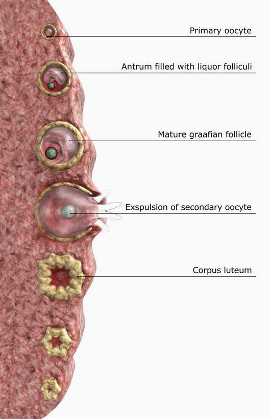 无人,竖图,插画,室内,特写,白天,白色背景,正面,数码,科技,静物,阴影,网络,医学,细胞,高光,几何,计算机图形,合成,图画,画,人体,电脑合成图,数码合成图,生物学,漫画,生理学,卵细胞,写实,具体,具象,彩图