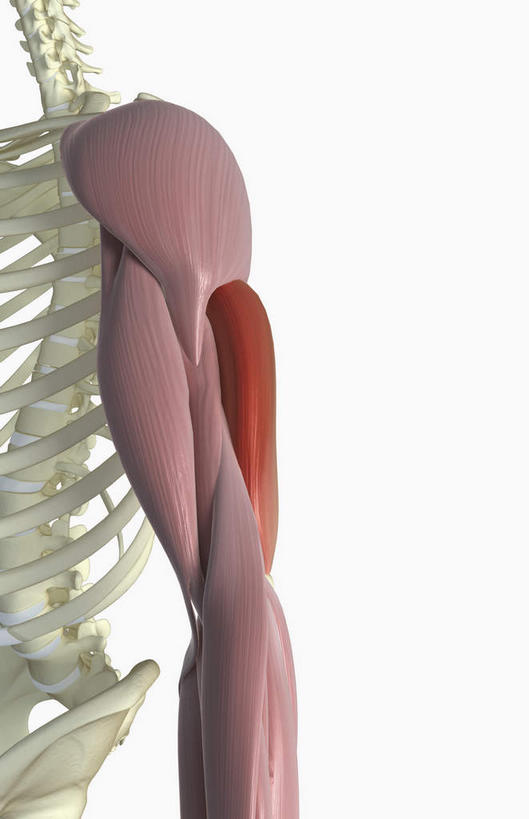 动脉,静脉,骨骼,肌肉,健壮,无人,竖图,插画,室内,特写,白天,白色背景,正面,数码,科技,静物,阴影,局部,网络,医学,骨头,高光,几何,计算机图形,合成,图画,画,模型,健康,活力,力量,人体,青春,电脑合成图,数码合成图,骨架,生物学,强壮,漫画,生理学,写实,具体,具象,二头肌,肱三头肌,半身,彩图