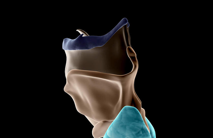 动脉,静脉,骨骼,无人,横图,插画,室内,特写,白天,正面,数码,科技,静物,阴影,黑色背景,局部,网络,医学,骨头,高光,几何,计算机图形,合成,图画,画,模型,人体,电脑合成图,数码合成图,骨架,生物学,漫画,生理学,写实,具体,具象,甲状腺,呼吸系统,甲状软骨,舌骨,半身,彩图