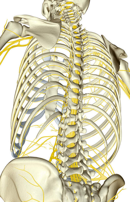 动脉,静脉,骨骼,无人,竖图,插画,室内,特写,白天,白色背景,正面,数码,科技,静物,阴影,局部,网络,医学,骨头,高光,几何,计算机图形,合成,图画,画,模型,人体,电脑合成图,数码合成图,骨架,生物学,漫画,生理学,写实,具体,具象,颈神经,颈丛,臂丛神经,半身,彩图