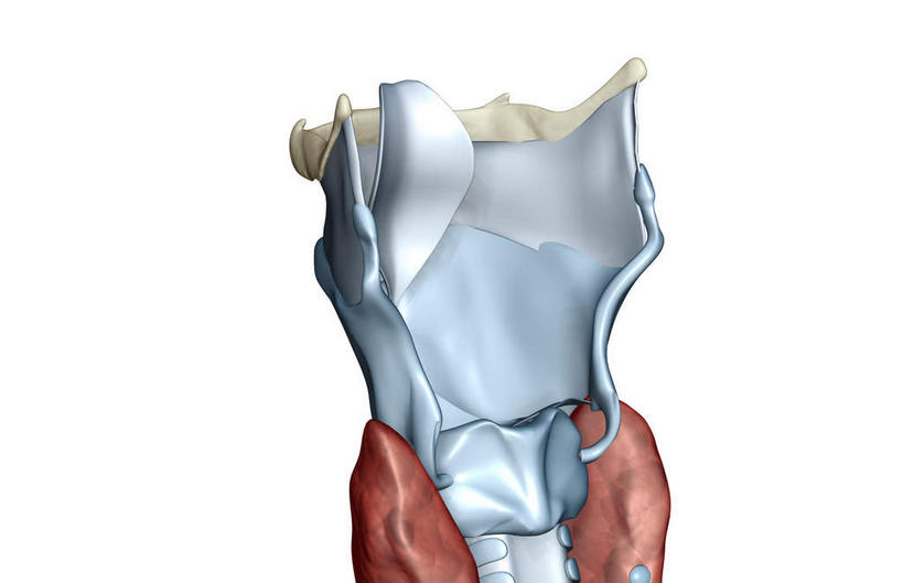 动脉,静脉,骨骼,无人,横图,插画,室内,特写,白天,白色背景,正面,数码,科技,静物,阴影,局部,网络,医学,骨头,高光,几何,计算机图形,合成,图画,画,模型,人体,电脑合成图,数码合成图,骨架,生物学,漫画,生理学,写实,具体,具象,环状软骨,甲状软骨,舌骨,气管软骨,半身,彩图