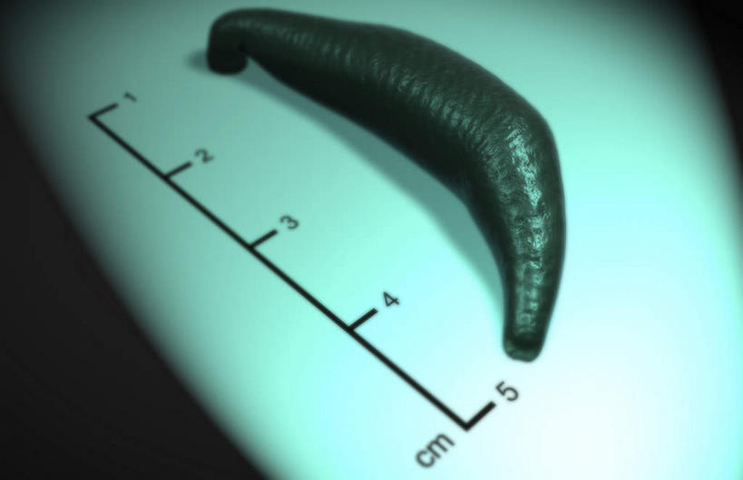 无人,横图,插画,室内,特写,白天,正面,数码,科技,静物,阴影,黑色背景,局部,网络,医学,高光,几何,计算机图形,合成,图画,画,人体,电脑合成图,数码合成图,疾病,生物学,水生动物,水生物,漫画,生理学,写实,具体,具象,蚂蟥,水蛭,医用水蛭,半身,彩图