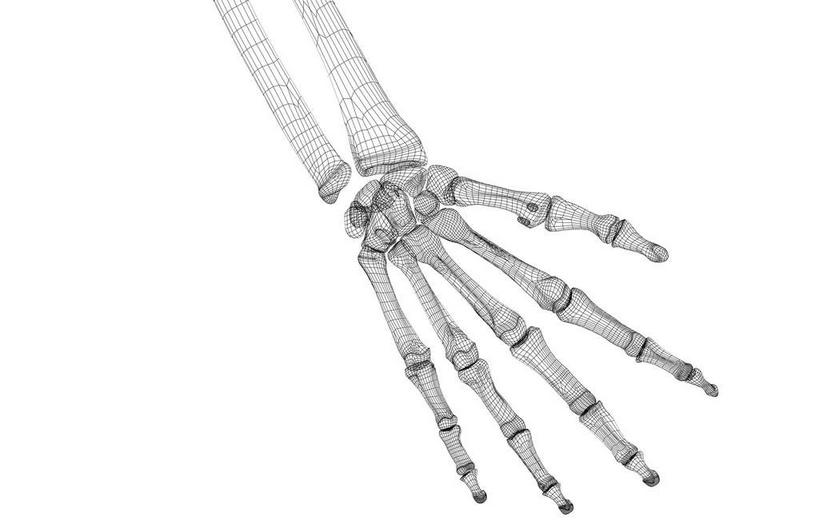 动脉,静脉,骨骼,无人,横图,黑白,插画,室内,特写,白天,白色背景,正面,数码,科技,静物,阴影,局部,网络,医学,骨头,高光,几何,计算机图形,合成,图画,画,模型,人体,电脑合成图,数码合成图,骨架,生物学,手骨,漫画,生理学,写实,具体,具象,腕骨,掌骨,指骨,手舟骨,梯形骨,月骨,半身