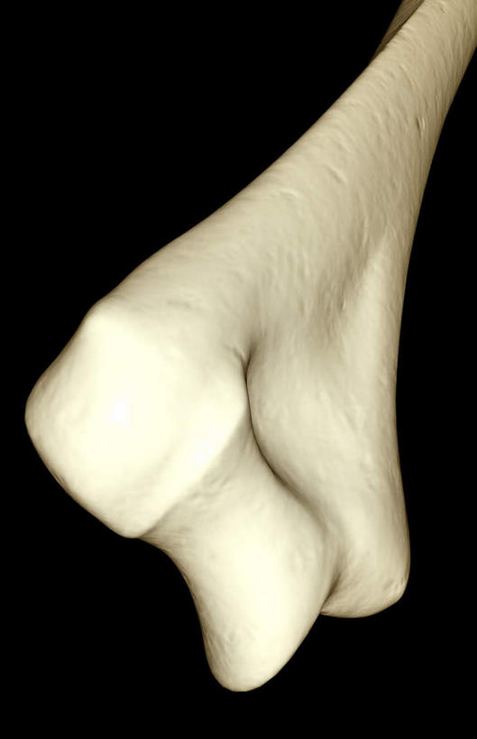 动脉,静脉,骨骼,无人,竖图,插画,室内,特写,白天,正面,数码,科技,静物,阴影,黑色背景,局部,网络,医学,骨头,高光,几何,计算机图形,合成,图画,画,模型,人体,电脑合成图,数码合成图,骨架,生物学,漫画,生理学,写实,具体,具象,肱骨,半身,彩图