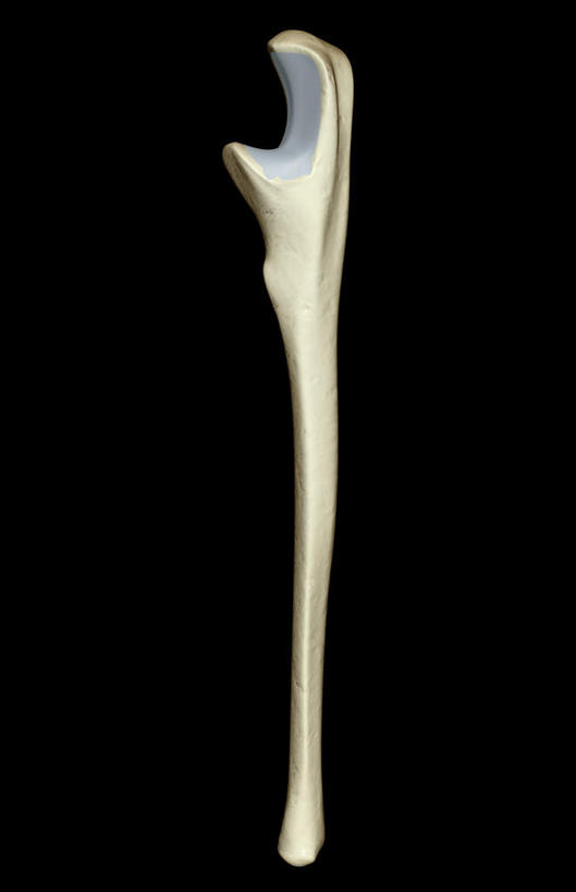 动脉,静脉,骨骼,无人,竖图,插画,室内,特写,白天,正面,数码,科技,静物,阴影,黑色背景,局部,网络,医学,骨头,高光,几何,计算机图形,合成,图画,画,模型,人体,电脑合成图,数码合成图,骨架,生物学,漫画,生理学,写实,具体,具象,尺骨,半身,彩图