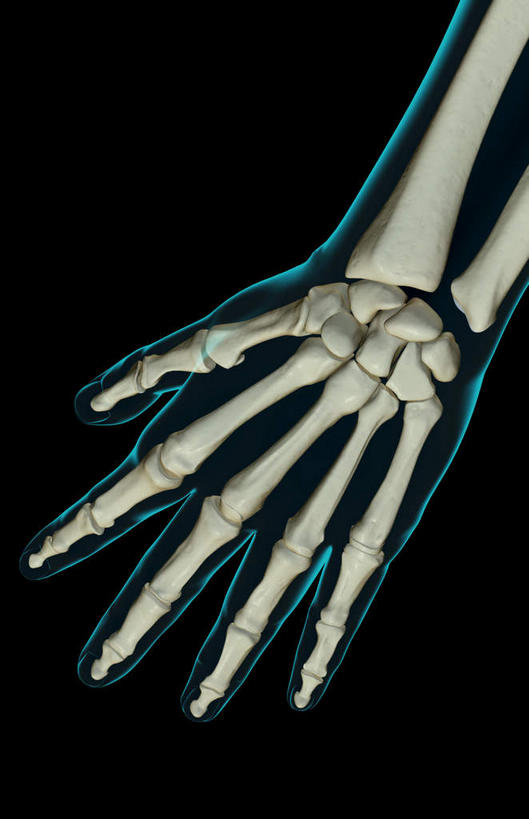 动脉,静脉,骨骼,无人,竖图,插画,x光片,室内,特写,白天,正面,数码,科技,静物,阴影,黑色背景,局部,辐射,科学,网络,医学,骨头,高光,几何,计算机图形,合成,图画,画,模型,人体,电脑合成图,数码合成图,骨架,医疗,生物学,科学技术,x射线,x光,漫画,生理学,写实,具体,具象,尺骨,桡骨,腕骨,指骨,手舟骨,钩骨,月骨,半身,彩图,电磁波,电磁辐射