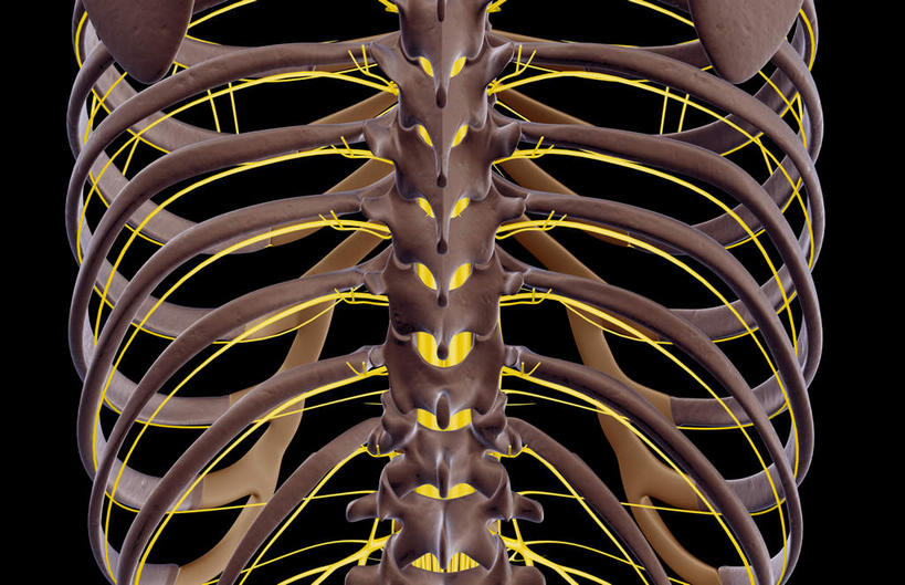 肩胛骨,神经,动脉,静脉,骨骼,肋骨,无人,横图,插画,x光片,室内,特写,白天,正面,数码,科技,静物,阴影,黑色背景,辐射,科学,网络,医学,骨头,高光,几何,计算机图形,合成,图画,画,模型,人体,摄影,影棚,电脑合成图,数码合成图,骨架,医疗,生物学,科学技术,x射线,x光,漫画,生理学,写实,具体,具象,椎骨,半身,彩图,影棚拍摄,拍摄,神经系统,电磁波,电磁辐射