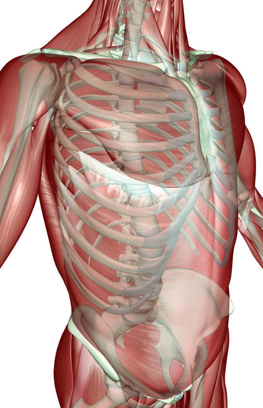 锁骨,肩胛骨,动脉,静脉,骨骼,肋骨,肌肉,健壮,无人,站,竖图,插画,室内,特写,白天,白色背景,正面,数码,科技,静物,阴影,网络,医学,骨头,高光,几何,计算机图形,合成,图画,画,红色,模型,站着,健康,活力,力量,人体,摄影,影棚,青春,电脑合成图,数码合成图,骨架,生物学,强壮,胸肌,漫画,生理学,写实,具体,具象,肱骨,站立,半身,彩图,影棚拍摄,拍摄