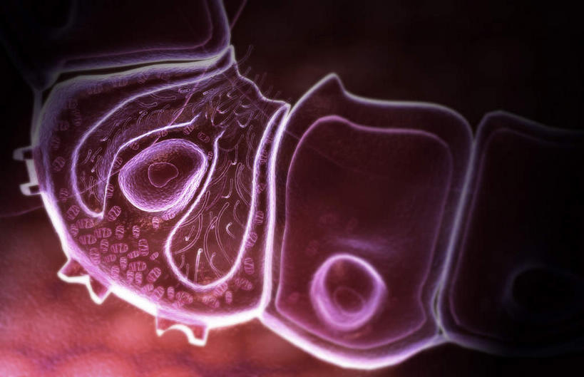 腹部,胃,无人,横图,插画,室内,白天,正面,数码,科技,静物,阴影,网络,医学,细胞,高光,几何,计算机图形,合成,图画,画,红色,人体,电脑合成图,数码合成图,生物学,漫画,生理学,写实,具体,具象,胃壁,胃酸,胃液,胃部,彩图