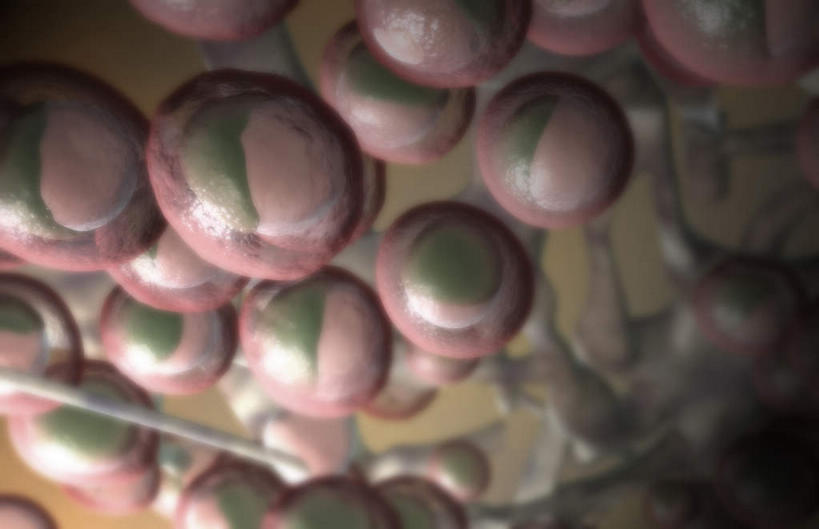 无人,横图,插画,室内,白天,正面,数码,科技,静物,阴影,网络,医学,细胞,高光,几何,计算机图形,合成,图画,画,红色,灰色,人体,电脑合成图,数码合成图,生物学,漫画,生理学,写实,具体,具象,淋巴系统,淋巴细胞,淋巴,淋巴管,淋巴液,淋巴组织,免疫组织,彩图