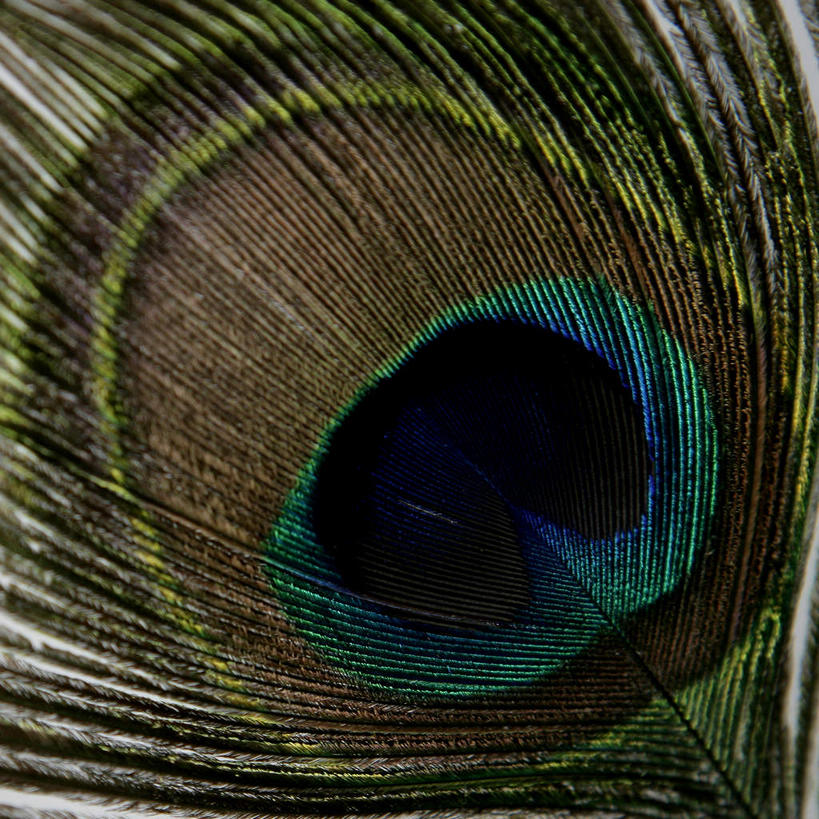 无人,方图,室内,特写,白天,正面,羽毛,阴影,轻盈,柔软,新鲜,透明,反射,影子,蓝色,绿色,青春,生命,孔雀毛,和平,安详,轻柔,理智,沉静,冷色,高深,冷淡,彩图