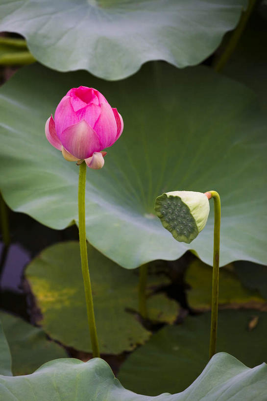 无人,竖图,俯视,室外,特写,白天,纯洁,美景,莲花,叶子,许多,阴影,朦胧,模糊,盛开,光线,影子,景观,荷叶,很多,花蕾,花,花瓣,花朵,鲜花,一朵,粉色,阳光,自然,花苞,花蕊,景色,莲蓬,莲蓬子,莲子肉,富贵,神圣,自然风光,纯净,莲叶,六月花神,正直,鞭蕖,鞭蓉,芙蕖,菡萏,荷花,六月春,藕花,水旦,水芙蓉,水华,水芸,溪客,叶,叶片,彩图,高角度拍摄