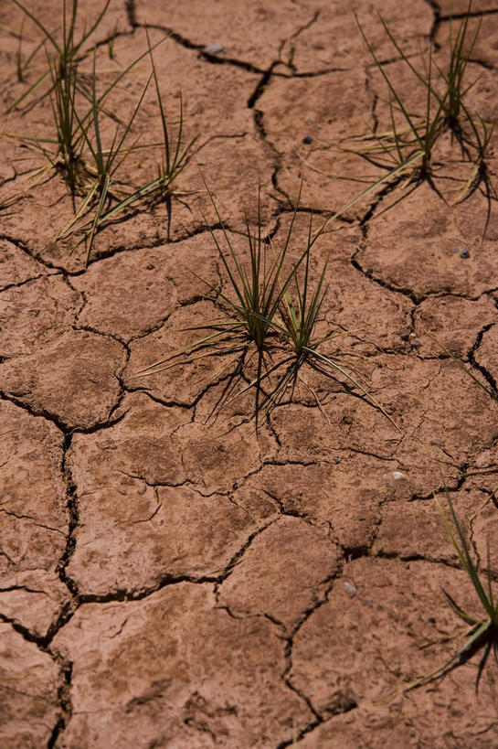 无人,竖图,俯视,室外,白天,植物,叶子,中国,亚洲,许多,阴影,光线,影子,泥土,土壤,绿叶,自然灾害,很多,西藏,草,绿色,阳光,自然,嫩叶,生长,成长,干旱,灾难,藏,东亚,西藏自治区,中华人民共和国,西南地区,劫难,磨难,灾祸,喀喇昆仑山脉,叶,叶片,彩图,高角度拍摄,黑河之山,黑水之山,灾害