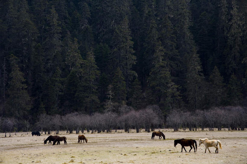 无人,公园,农场,站,横图,室外,白天,正面,旅游,度假,畜牧业,牧场,美景,森林,树林,植物,马,野生动物,香格里拉,中国,亚洲,许多,阴影,光线,影子,景观,很多,注视,娱乐,迪庆,云南,树,树木,绿色,阳光,自然,动物,观察,看,站着,享受,休闲,景色,放松,运输,牲畜,生长,成长,观看,察看,国家公园,关注,自然风光,东亚,畜牧,中甸,迪庆藏族自治州,云南省,中华人民共和国,西南地区,牧业,滇,迪庆州,香格里拉县,普达措国家公园,站立,半身,彩图