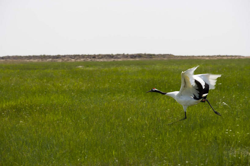 无人,横图,室外,白天,侧面,旅游,度假,草地,草原,美景,植物,丹顶鹤,中国,亚洲,伸展,张开,展翅,翅膀,鹤,地平线,景观,旷野,乌云,云,阴天,云朵,辽阔,地面,云彩,注视,娱乐,草,一只,绿色,天空,自然,天,观察,看,享受,休闲,广阔,景色,放松,观看,张开双腿,一望无际,黑,吉祥,察看,高雅,昏暗,阴沉,关注,自然风光,原野,延伸,东亚,张开翅膀,黑龙江,黑龙江省,中华人民共和国,天地相交,长寿,鴜鷜,忠贞,东北地区,齐齐哈尔,齐齐哈尔市,无边无际,一马平川,展开翅膀,展开双腿,仙鹤,彩图,全身,黑龙江扎龙国家级自然保护区,扎龙,扎龙保护区,扎龙自然保护区,伸展双腿
