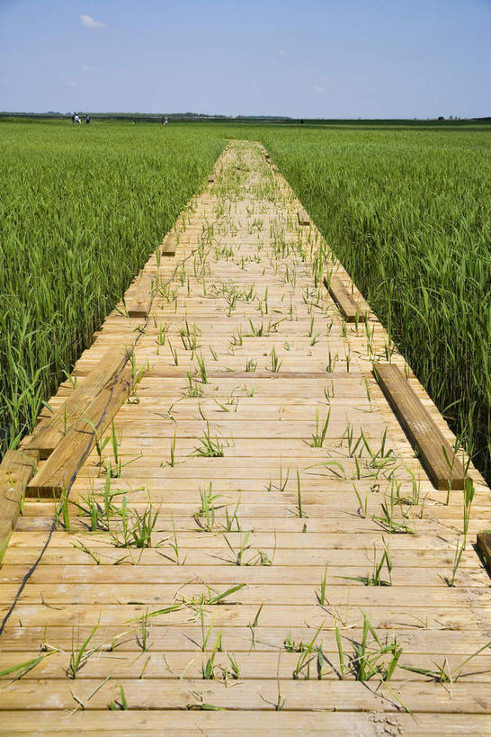 无人,竖图,室外,白天,正面,消失点,旅游,度假,草地,草坪,美景,植物,中国,亚洲,阴影,光线,纹路,木板,纹理,影子,地平线,景观,桥,辽阔,地面,木桥,娱乐,栈桥,草,蓝色,绿色,蓝天,天空,阳光,自然,天,享受,休闲,广阔,景色,放松,晴朗,人行桥,木板桥,一望无际,黑,自然风光,延伸,东亚,黑龙江,黑龙江省,万里无云,肌理,中华人民共和国,天地相交,东北地区,齐齐哈尔,齐齐哈尔市,无边无际,一马平川,晴空,晴空万里,彩图,没影点,灭点,黑龙江扎龙国家级自然保护区,扎龙,扎龙保护区,扎龙自然保护区
