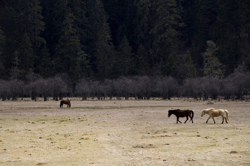 无人,公园,站,横图,室外,白天,侧面,旅游,度假,草地,草坪,美景,植物,马,野生动物,香格里拉,中国,亚洲,阴影,光线,影子,景观,注视,娱乐,迪庆,云南,草,树,树木,绿色,阳光,自然,动物,低头,观察,看,站着,享受,休闲,景色,放松,运输,牲畜,生长,成长,观看,察看,国家公园,关注,自然风光,三匹,东亚,中甸,迪庆藏族自治州,云南省,中华人民共和国,西南地区,垂头,滇,迪庆州,香格里拉县,普达措国家公园,站立,彩图,全身