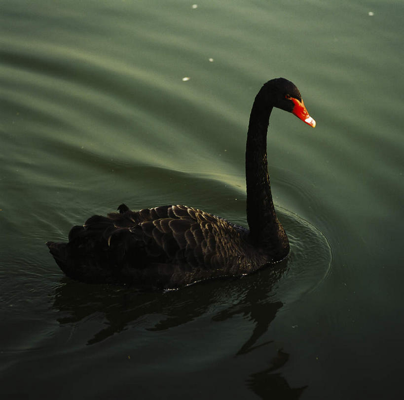 游泳,无人,横图,俯视,室外,白天,河流,美景,水,鸟,野生动物,天鹅,中国,亚洲,阴影,波纹,飞溅,溅,光线,鸟类,液体,影子,河水,景观,水滴,水流,水珠,一只,水纹,阳光,自然,动物,船尾波,波浪,景色,可爱,喷洒,自然风光,东亚,中华人民共和国,泅水,黑天鹅,拍浮,鹄,彩图,高角度拍摄,全身