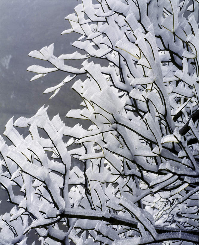 无人,竖图,室外,特写,白天,正面,美景,中国,亚洲,阴影,光线,影子,冰,景观,冬季,冬天,枝条,树枝,阳光,自然,景色,寒冷,冰冷,自然风光,雾凇,东亚,中华人民共和国,严寒,冰凉,酷寒,凛冽,凛凛,极冷,虬枝,枝杈,树挂,彩图