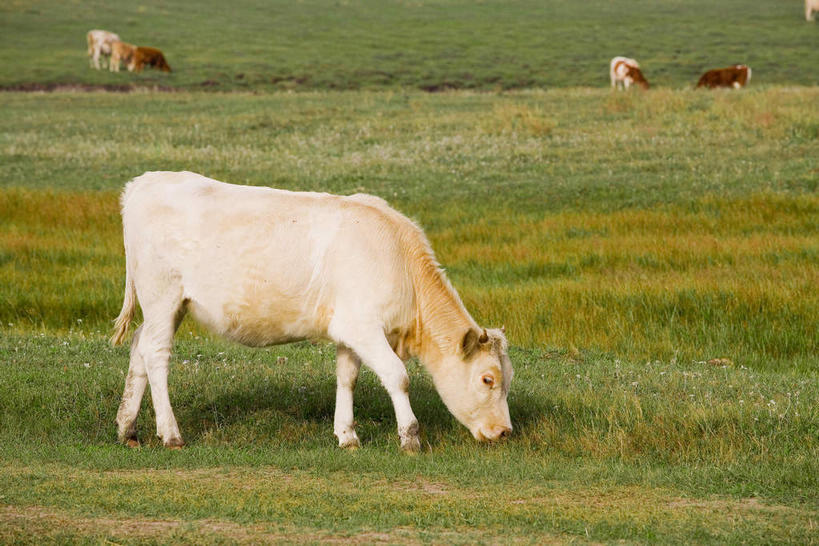 无人,站,横图,室外,白天,侧面,旅游,度假,草地,草原,美景,植物,牛,中国,亚洲,阴影,光线,影子,景观,旷野,注视,娱乐,草,绿色,阳光,自然,动物,低头,观察,看,站着,享受,休闲,家畜,景色,放松,蒙,牲畜,观看,察看,关注,自然风光,原野,五头,东亚,内蒙古,中华人民共和国,华北地区,垂头,内蒙古自治区,站立,彩图,全身,坝上草原