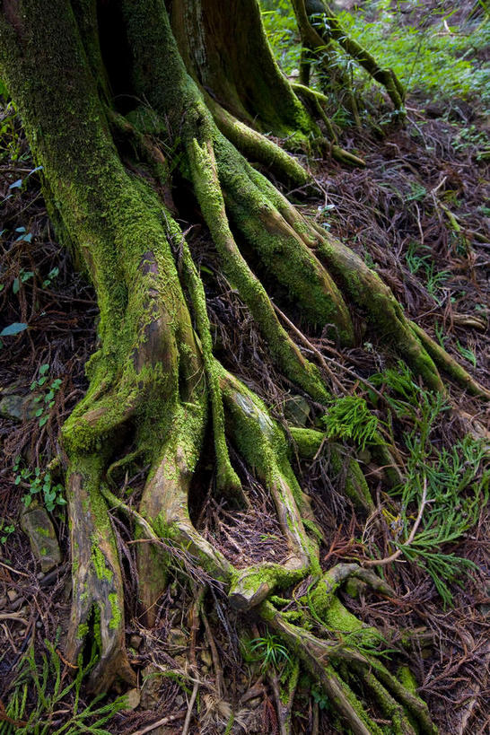 无人,竖图,室外,白天,仰视,旅游,度假,美景,森林,树林,植物,叶子,台湾,中国,亚洲,许多,阴影,反射,影子,景观,青苔,枯叶,落叶,树根,树桩,根,苔藓,很多,娱乐,树,树干,树木,黄色,绿色,自然,享受,休闲,木桩,景色,放松,生长,成长,自然风光,东亚,嘉义,阿里山国家风景区,阿里山,港澳台,中华人民共和国,台湾省,嘉义市,叶,叶片,彩图,低角度拍摄,台