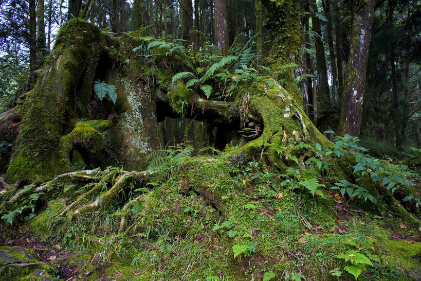 无人,横图,室外,白天,正面,旅游,度假,草地,草坪,美景,树林,植物,台湾,中国,亚洲,阴影,光线,影子,景观,青苔,苔藓,娱乐,草,树,树木,绿色,阳光,自然,享受,休闲,景色,放松,生长,成长,自然风光,东亚,嘉义,阿里山国家风景区,阿里山,港澳台,中华人民共和国,台湾省,嘉义市,彩图,台